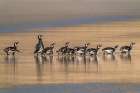 Falkland Islands, Saunders Island. Magellanic penguins reflect in beach water. Art Print